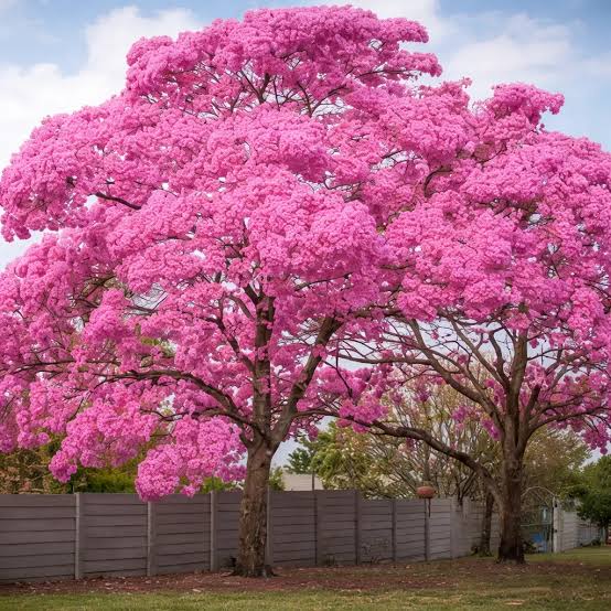 Tabebuia Rosea Plants — Ornamental Tree sapling available at Agro Nursery Garden